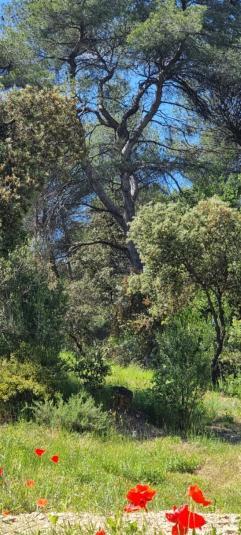 Aparthotel Les Bois De Zola Entre Provence Et Luberon Saint-Esteve-Janson Habitación foto